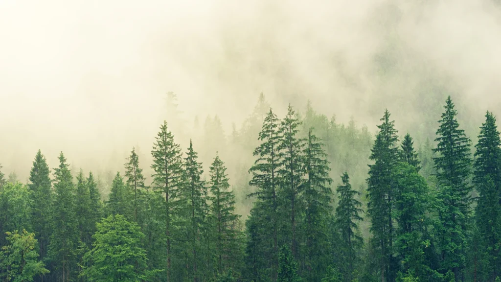 Misty pine forest with fog rolling through evergreen treetops