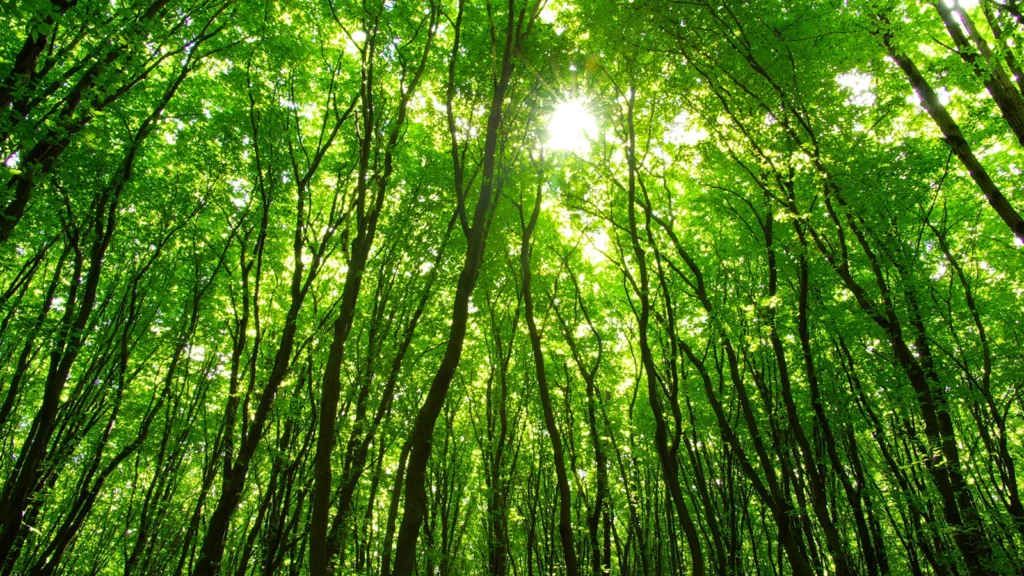 Sunlight streaming through a dense green forest canopy from below